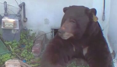 Bear lives rent-free under crawl space at Altadena home