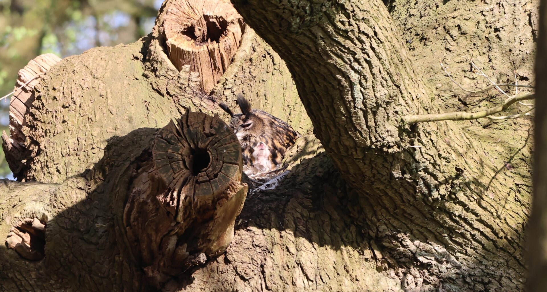 Ein Andenken aus dem letzten Jahr. Dieses Jahr kam sie leider nicht zum brüten zurück.