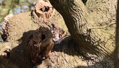 Ein Andenken aus dem letzten Jahr. Dieses Jahr kam sie leider nicht zum brüten zurück.