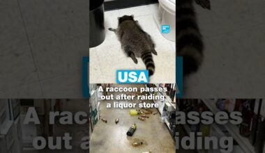 🦝 A #raccoon passes out in bathroom after raiding a #liquor store • FRANCE 24 English