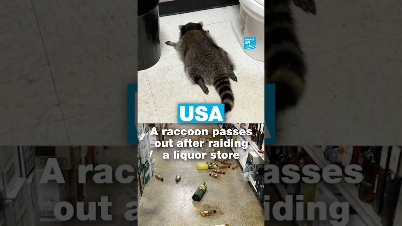 🦝 A #raccoon passes out in bathroom after raiding a #liquor store • FRANCE 24 English