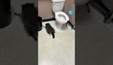 Un raton laveur a terminé ivre-mort dans un magasin d'alcool aux États-Unis • FRANCE 24