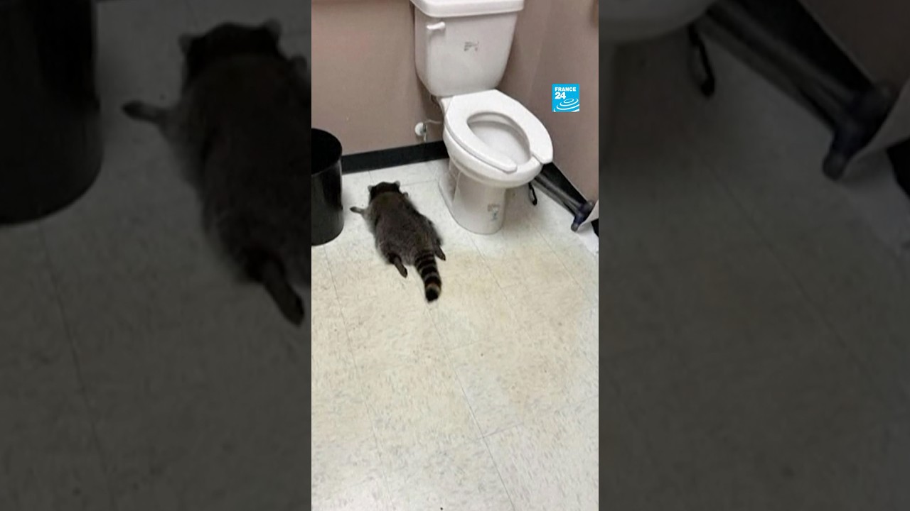 Un raton laveur a terminé ivre-mort dans un magasin d'alcool aux États-Unis • FRANCE 24