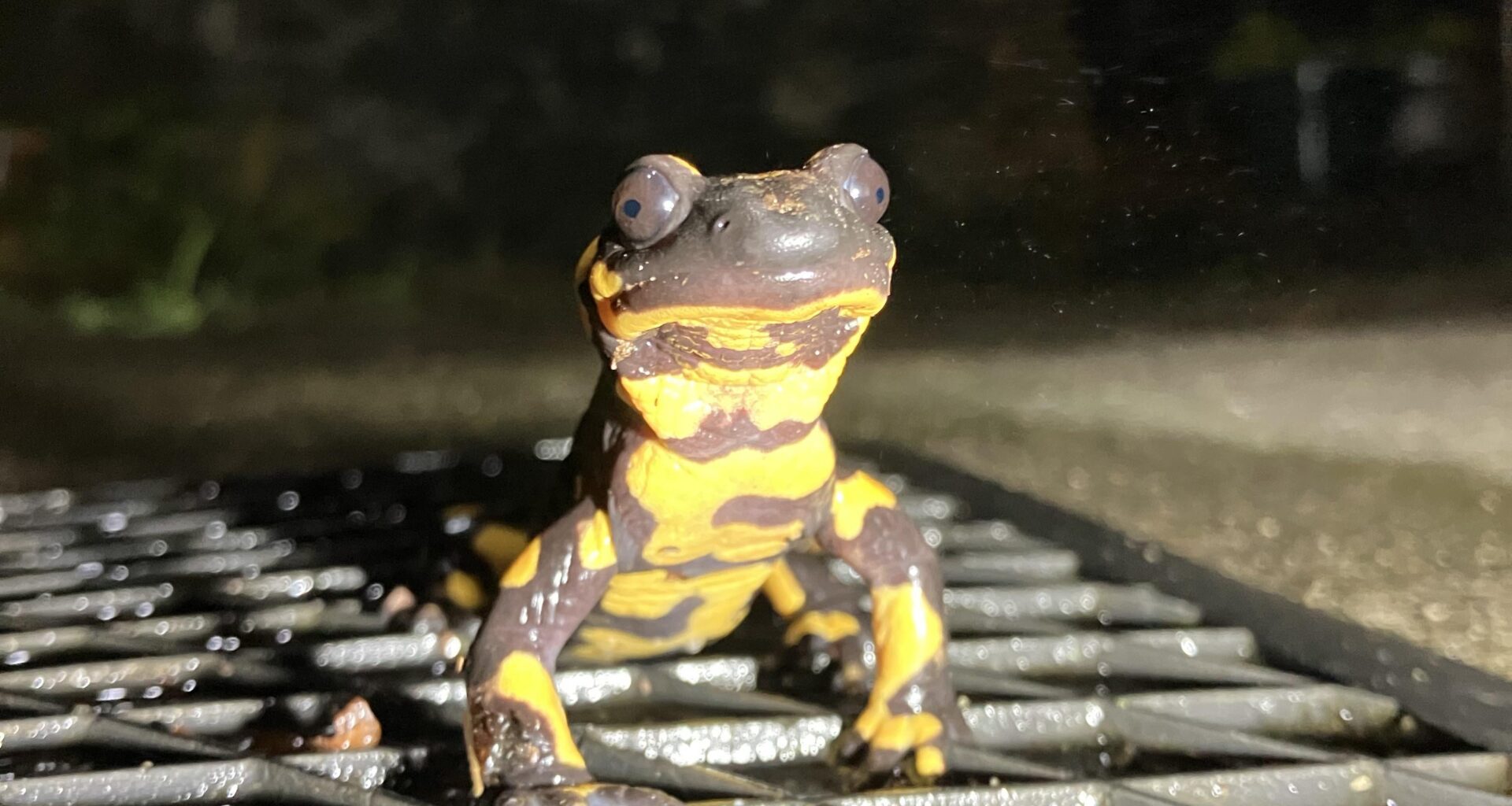 …vienen a visitarme! 😀