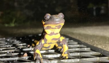 …vienen a visitarme! 😀