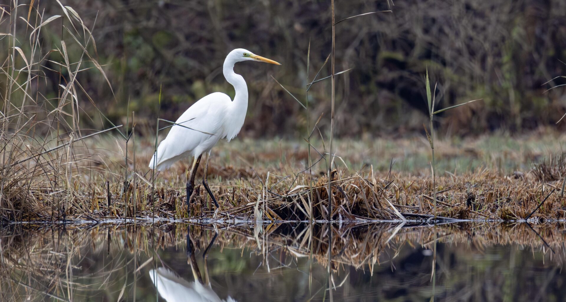Das strahlende Weiss des Silberreihers