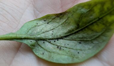 Schädling oder doch nur Dreck?