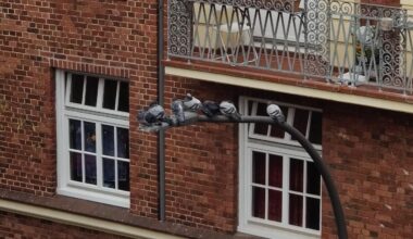 Diese 7 Tauben-Kollegen haben vorhin zusammen Mittagspause gemacht