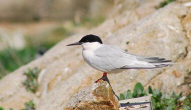 Climate Changemakers: BirdWatch Ireland – the charity that brought Europe’s rarest sea bird back from the brink