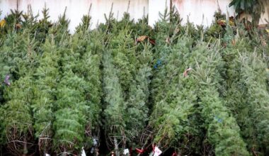 Waterloo's Christmas Tree Lab is trying to save a long-standing tradition from climate change