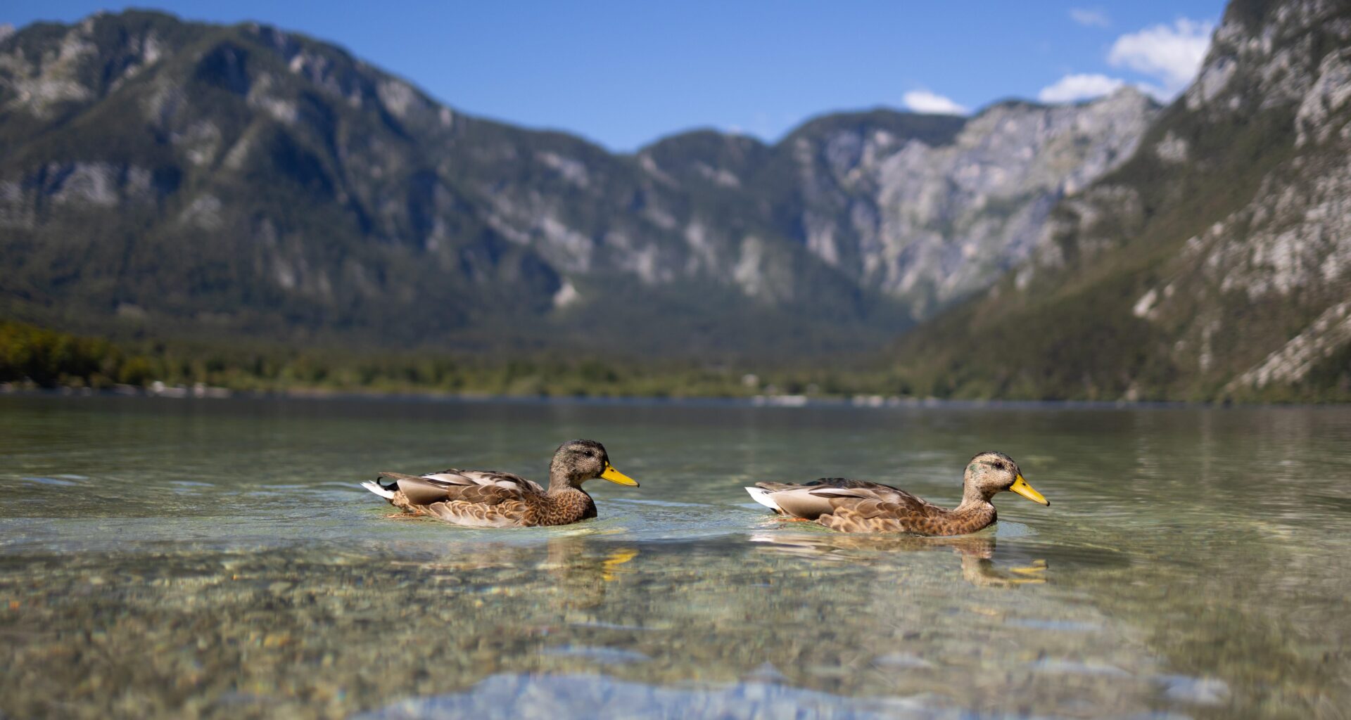 A pair of ducks in Lake Bohinj