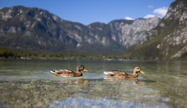 A pair of ducks in Lake Bohinj