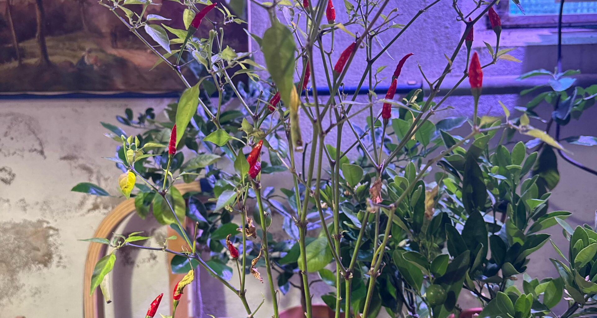 Chili überwintern Hilfe