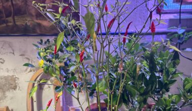 Chili überwintern Hilfe