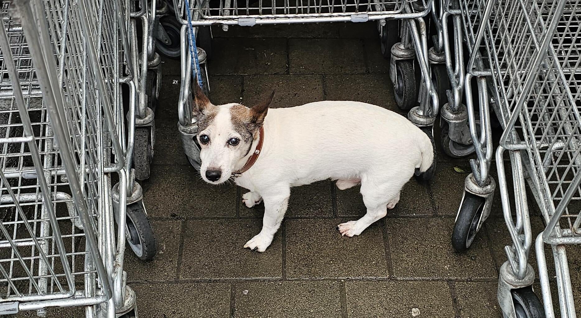 Dog left tied at a shopping cart
