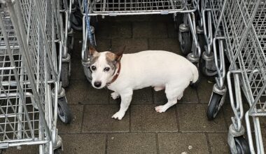 Dog left tied at a shopping cart