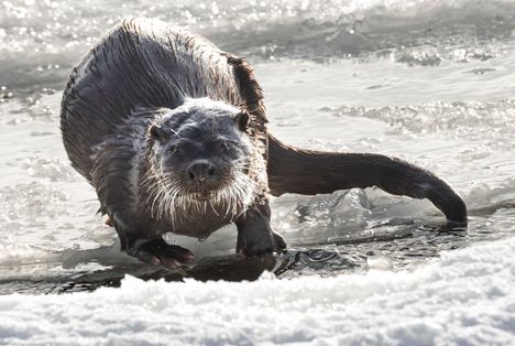 Saukon metsästyksen helpottamista ei IS:n tietojen mukaan olisi käsitelty valiokunta­kuulemisissa lainkaan, vaan saukko tuli dokumenttiin mukaan vasta kalkkiviivoilla.