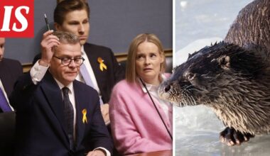 IS:n tiedot: Hallitus suunnittelee kohupäätöstä – saukko ja muita lajeja metsästettäväksi