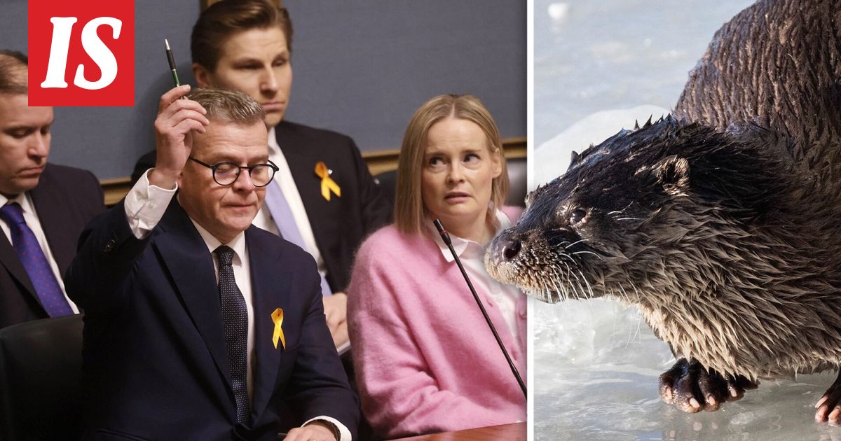 IS:n tiedot: Hallitus suunnittelee kohupäätöstä – saukko ja muita lajeja metsästettäväksi