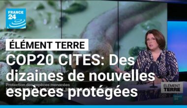 Protection des espèces: La COP CITES, enfin une COP efficace! • FRANCE 24