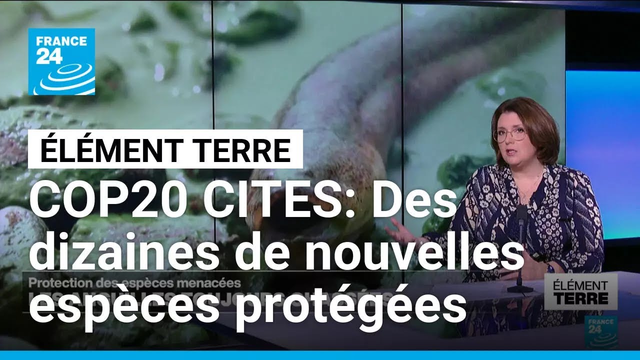 Protection des espèces: La COP CITES, enfin une COP efficace! • FRANCE 24