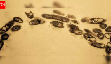 Nacharam petroleum-eating bacterium decoded, to help clean oil-polluted land | Hyderabad News