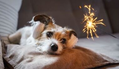 Auch heuer wieder: Lidl Österreich verzichtet auf den Verkauf von Feuerwerkskörpern | oekonews.at