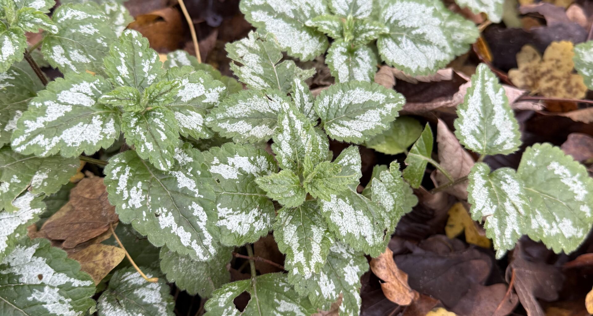 Eignet sich die Goldnessel als Zimmerpflanze?
