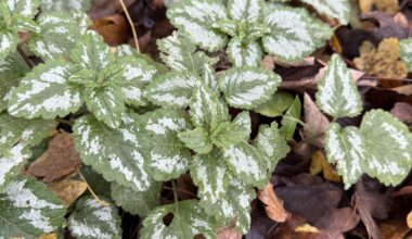 Eignet sich die Goldnessel als Zimmerpflanze?