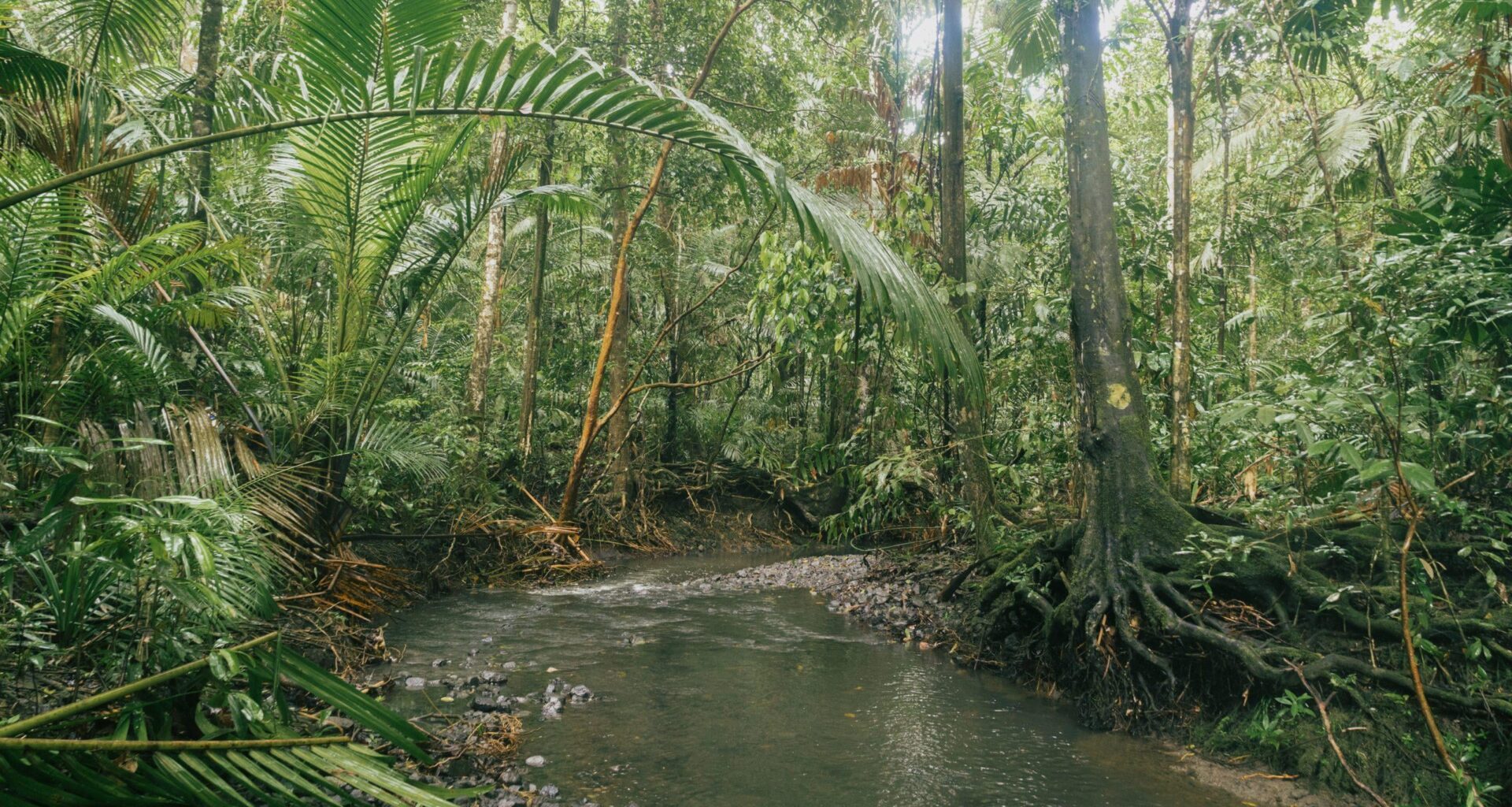 Stop loggers stripping world’s most biodiverse rainforest.