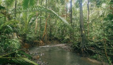 Stop loggers stripping world’s most biodiverse rainforest.