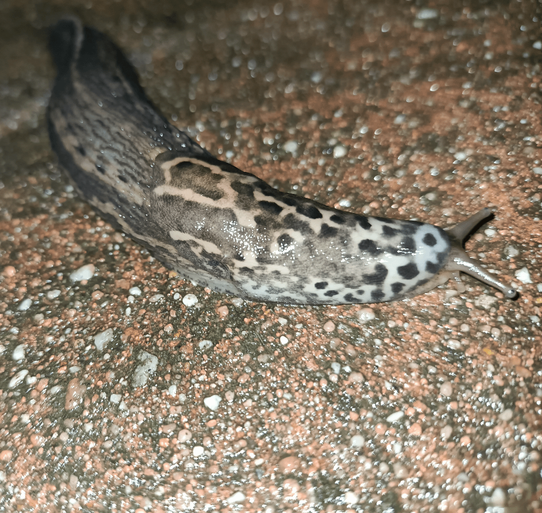 Ein Tigerschnegel, war gestern Nacht auf der Terrasse