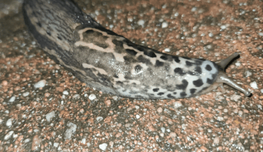 Ein Tigerschnegel, war gestern Nacht auf der Terrasse