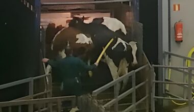 Twee arrestaties om bedreigen van boer na beelden van misstanden in koeienstal