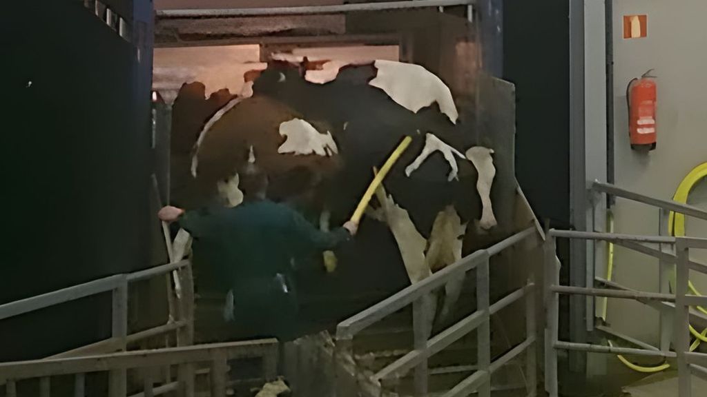 Twee arrestaties om bedreigen van boer na beelden van misstanden in koeienstal