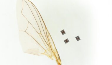 Scientists Reveal Robot Small Enough to Travel Through Human Body