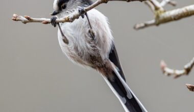 Flauschiger Akrobat im Geäst – eine Schwanzmeise in Aktion