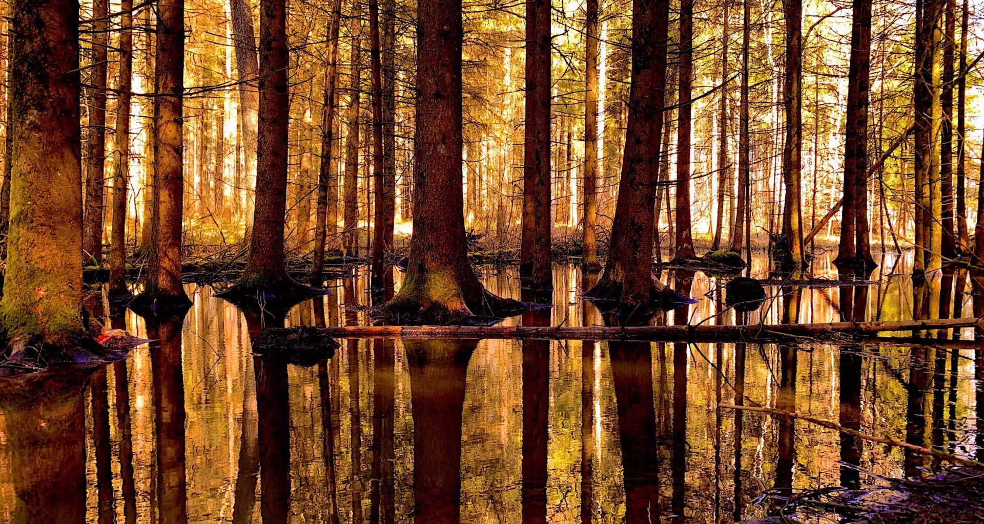 Biber 🦫 baut Damm und flutet Wald. [OC]🦫