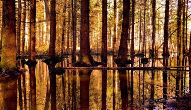 Biber 🦫 baut Damm und flutet Wald. [OC]🦫