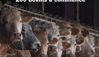 Dermatose nodulaire contagieuse : l’abattage de plus de 200 bovins a commencé • FRANCE 24