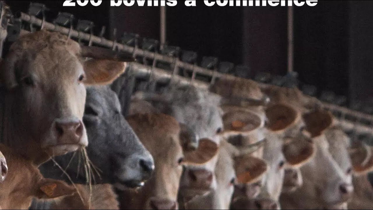 Dermatose nodulaire contagieuse : l’abattage de plus de 200 bovins a commencé • FRANCE 24