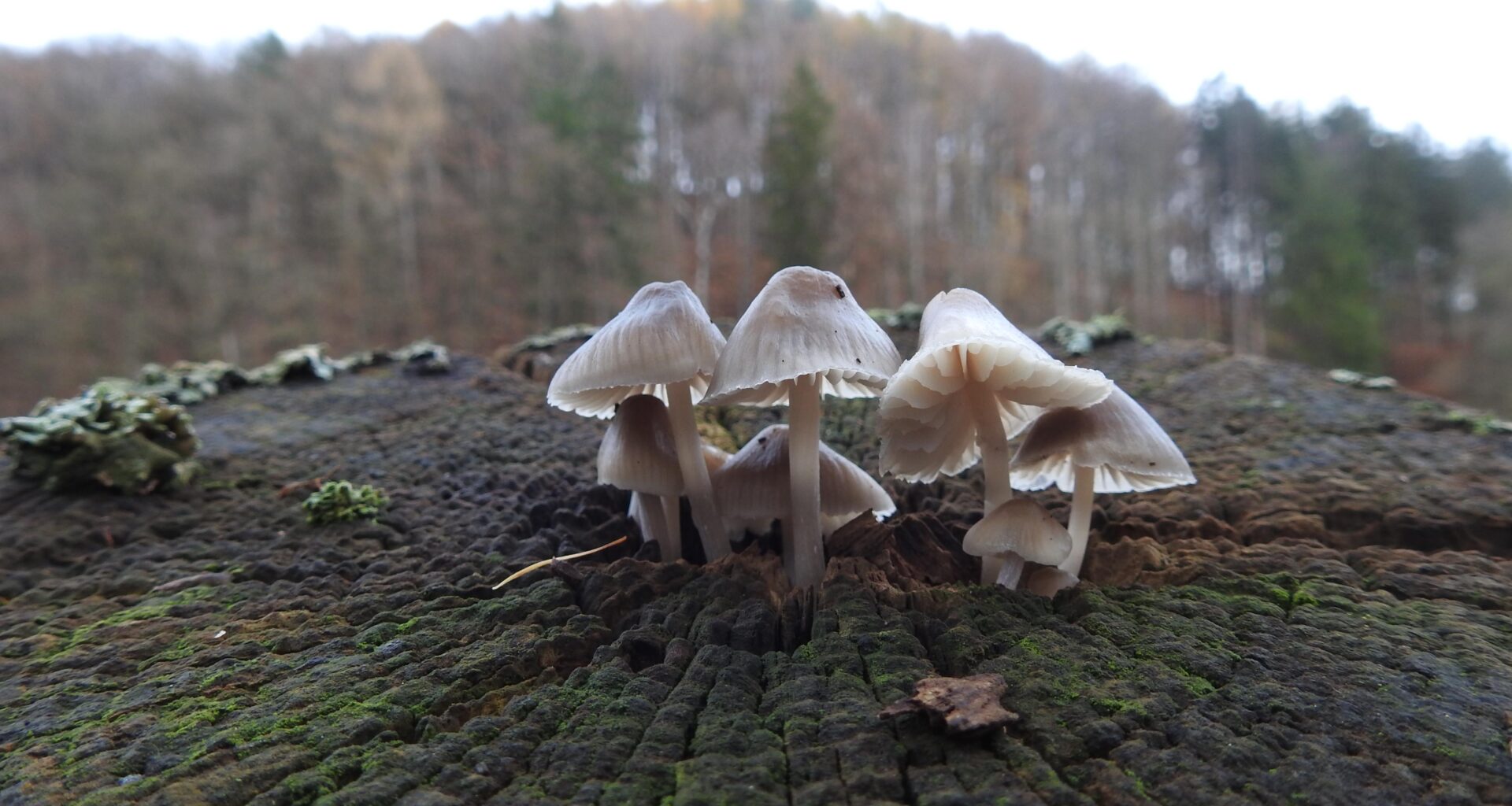 Ich bin gespannt wie der Zaunpfahl in einigen Jahren aussieht