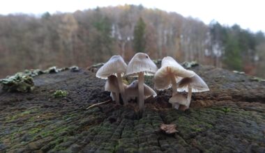 Ich bin gespannt wie der Zaunpfahl in einigen Jahren aussieht