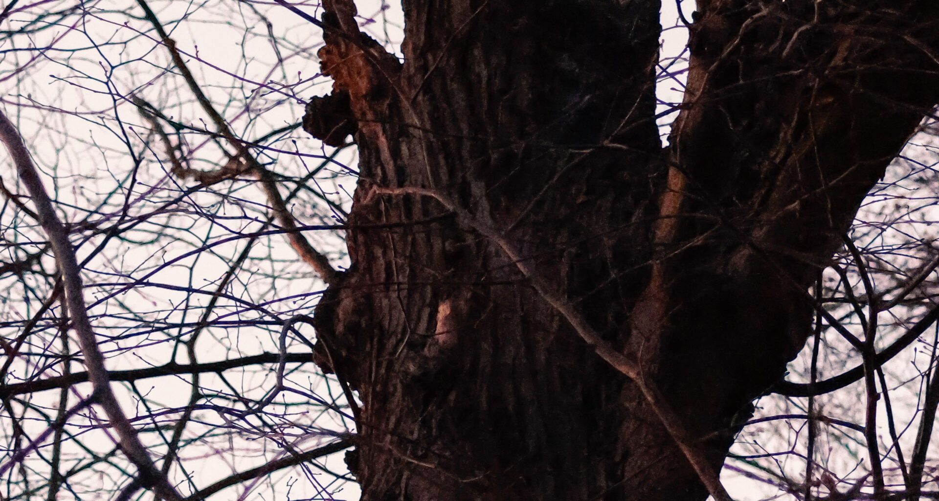 Waldkäuze im Stadtpark :3