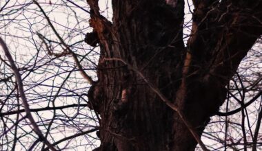 Waldkäuze im Stadtpark :3