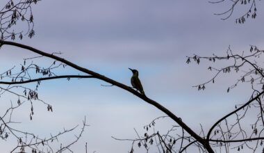 Silhouette eines Grünspechts