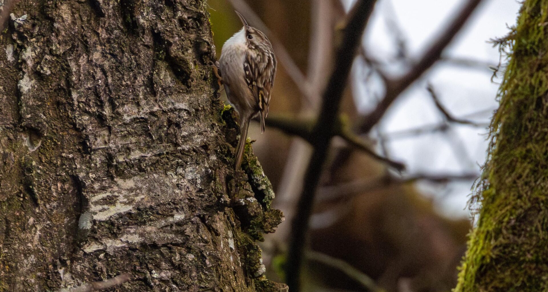 Perfekt getarnt am Baumstamm: der Gartenbaumläufer