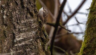 Perfekt getarnt am Baumstamm: der Gartenbaumläufer