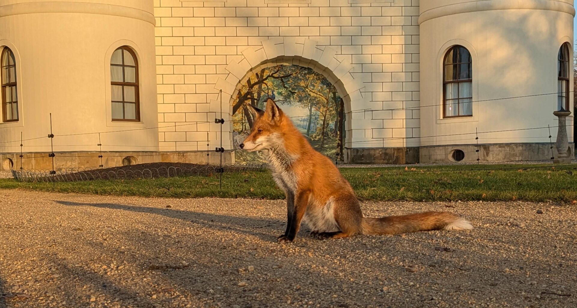 Junger Fuchs heute vor dem Schloss Pfaueninsel Berlin