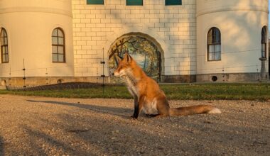 Junger Fuchs heute vor dem Schloss Pfaueninsel Berlin